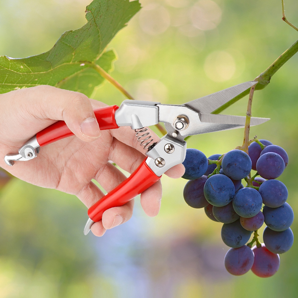 Sekator do roślin, Proste noży – Pruning Shears recenzja i cena